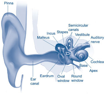 A diagram of the inner ear canals provided by Associated Hearing Professionals in Chesterfield, MO